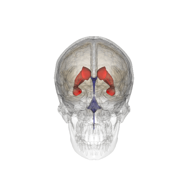 https://upload.wikimedia.org/wikipedia/commons/5/54/Lateral_ventricle.gif